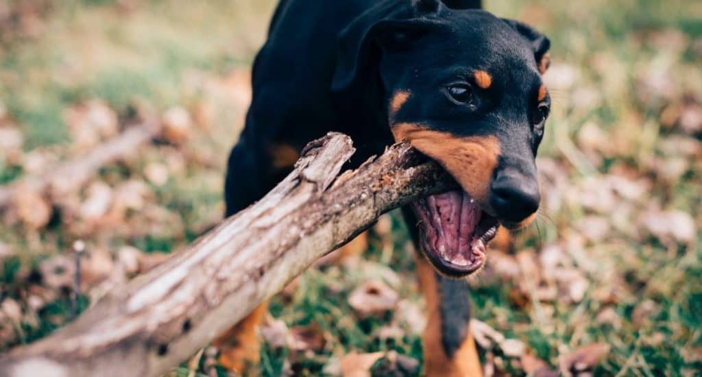 dog eating wood log